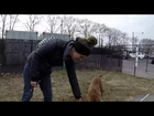 Dog For Adoption - GEORGE - Philadelphia