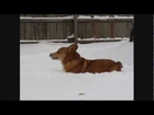 Corgi playing in the snow. Brak likes running in the snow but he is too short.