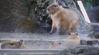Capybaras Enjoy a Hot Spa