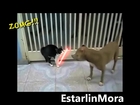 Cat Jedi -Star Wars-