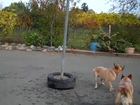 Dogs playing tetherball