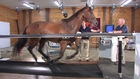 Horse on a treadmill - Virginia Tech