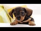 Top 10 cute Dogs in the World
