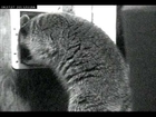 2013-02-06 Cat Door Traffic short w raccoon guest