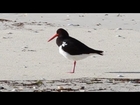Pied Oyster Catcher wild birds filmed on the East coast beaches of Tasmania