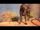 Chocolate Lab Plays in the Water | The Daily Puppy