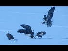 5 Bald Eagles Fighting Over Food and Flying Away With It