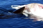 Watch: Sharks Feast on Whale Carcass in Calif.