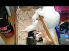 kittens and mom cat