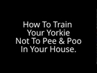 ***How To Train Your Yorkie Not To Pee & Poop In Your House