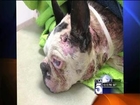 Search For Man Who Burned Dog Alive