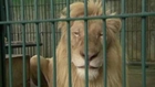 Endangered animals seized in Bangkok bust