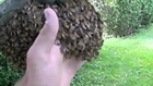 How to stick your hand in a beehive