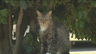 Police look for who's been poisoning cats in Woodland