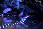 King Cobra vs. Saltwater Crocodile