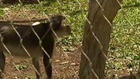 London Zoo welcomes two rare mangabey monkeys