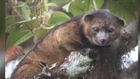 Descoberto novo mamífero na América do Sul