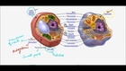 FSc Biology Book1, CH 4, LEC 6, Animal Cell And Plant Cell