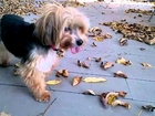 Video of adoptable pet named Dakota